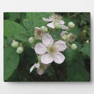 BlackBerry Blume Plaque Fotoplatte