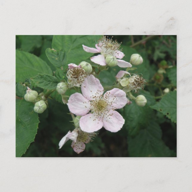 BlackBerry Blume Postkarte (Vorderseite)