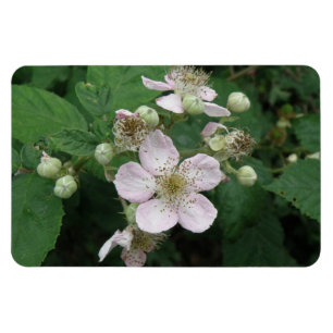 BlackBerry Blume Premium Magnet