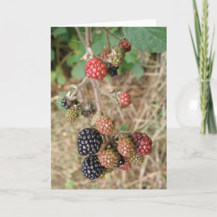BlackBerry Bonanza Grußkarte Karte