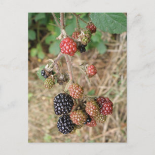BlackBerry Bonanza Postcard Postkarte