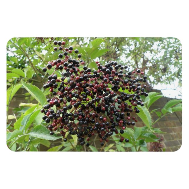 Blackberry Bonanza Premium Magnet (Horizontal)