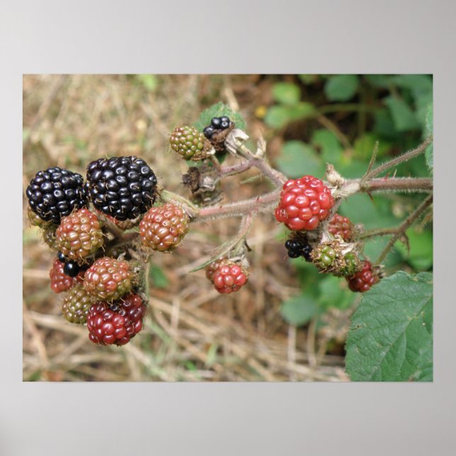 BlackBerry Bonanza Print Poster (Vorne)