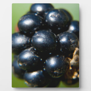 BlackBerry Fotoplatte