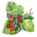 BlackBerry Fotoskulptur Magnet<br><div class="desc">Wasserfarbe auf Papier. Künstler von Zolotareva.</div>