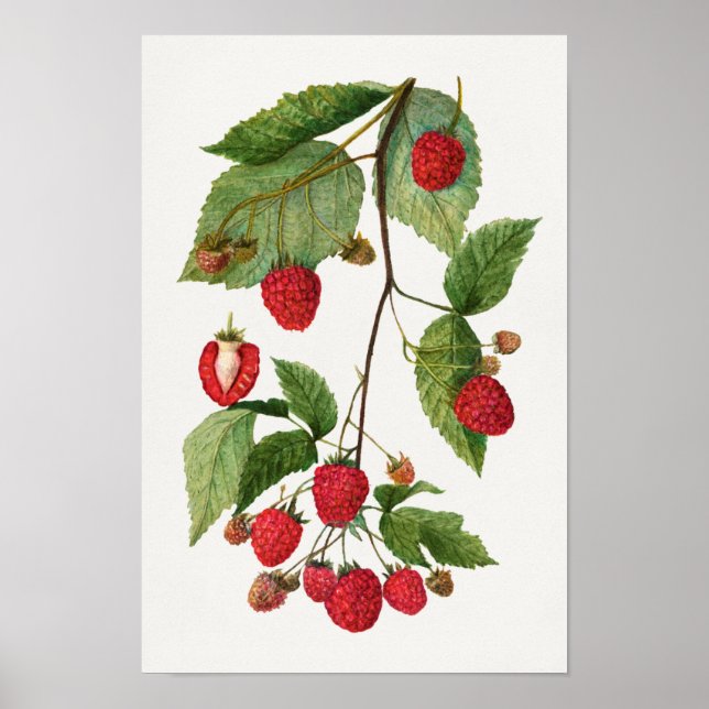 BlackBerry Fruchtsaftfarbe Poster (Vorne)