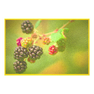 "BlackBerry Fruit Pflanze" Niedliches Foto. Jetzt  Fotodruck