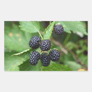 Blackberry Juicy Summer Fruchtgartengärten Rechteckiger Aufkleber