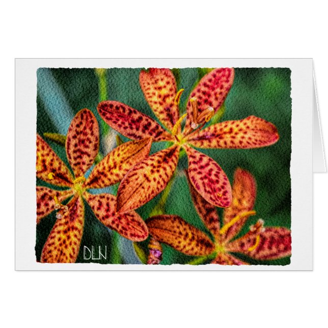 Blackberry Lily Flower/Floral Art/ (Devant Horizontal)