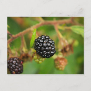 BlackBerry Postkarte