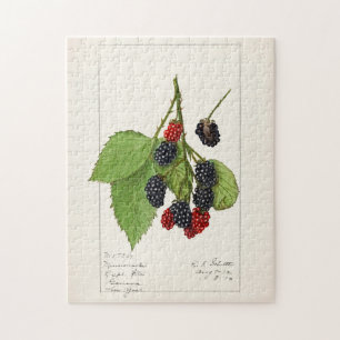BlackBerry (Rubus subg. Rubus Watson) Obst
