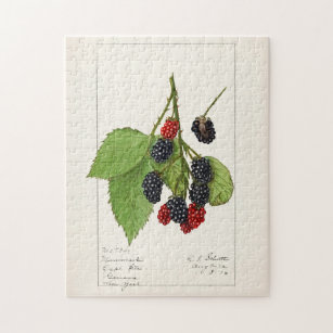 BlackBerry (Rubus subg. Rubus Watson) Obst