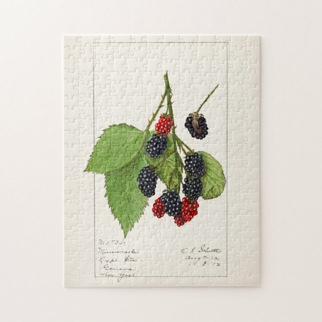 BlackBerry (Rubus subg. Rubus Watson) Obst (Vertikal)
