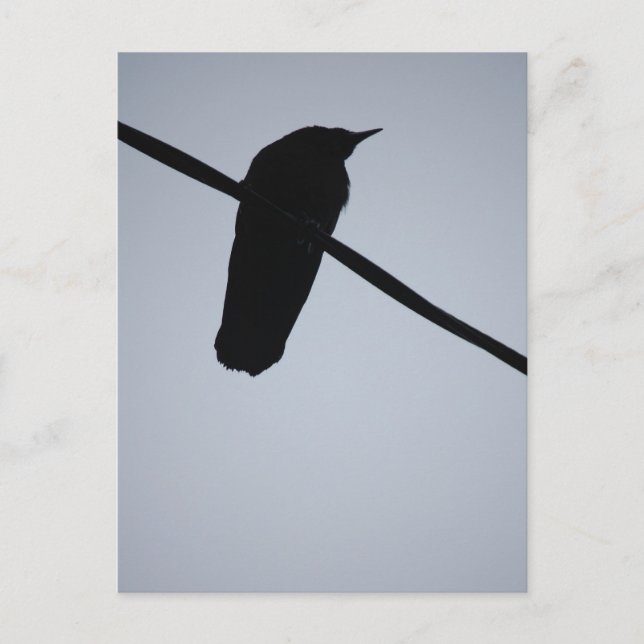 BlackBird auf einer Wire Postkarte (Vorderseite)