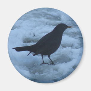 Blackbird auf Eis Magnet