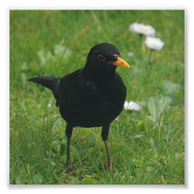 Blackbird auf Englisch Fotodruck (Vorne)
