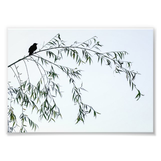 Blackbird auf Willow Fotodruck (Vorne)