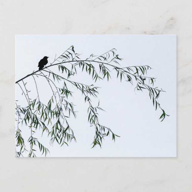 Blackbird auf Willow Postkarte (Vorderseite)