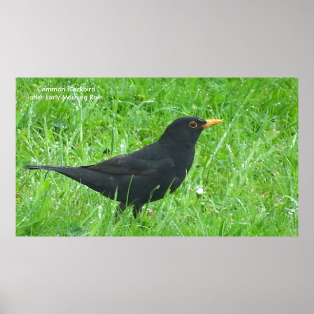 Blackbird-Bild für Poster (Vorne)