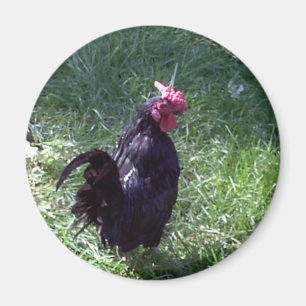 Blackbird der Hahn Magnet