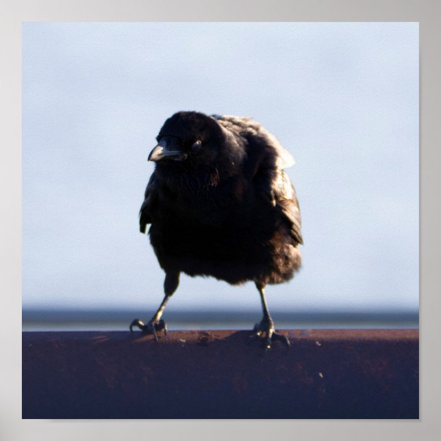 Blackbird-Foto Poster (Vorne)
