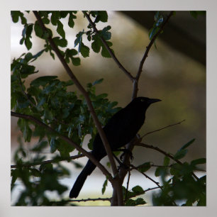 Blackbird Foto Poster