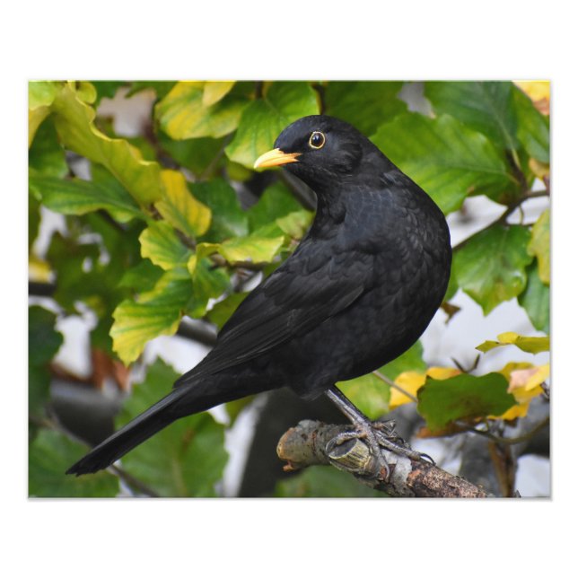 Blackbird Fotodruck (Vorne)