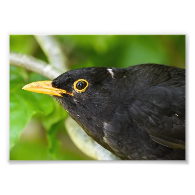 Blackbird Fotodruck (Vorne)