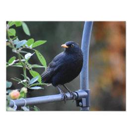 Blackbird Fotodruck