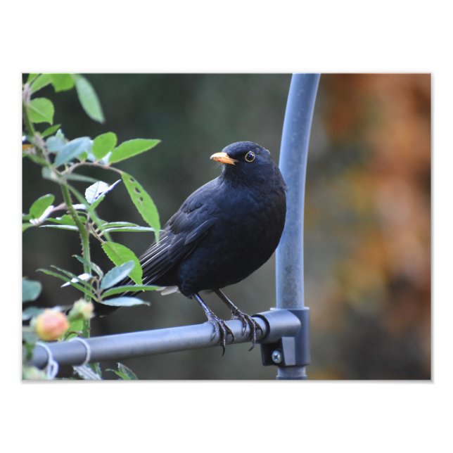 Blackbird Fotodruck (Vorne)