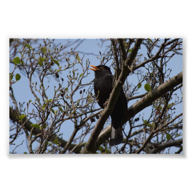 Blackbird Fotodruck (Vorne)