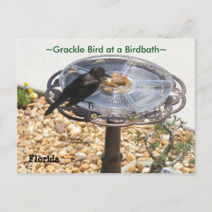 Blackbird Grackbird Birdbath Postcard Postkarte