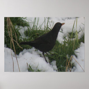 Blackbird im Schnee Print Poster