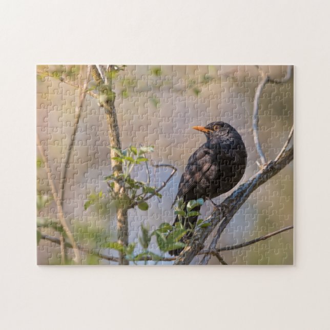Blackbird Nature Foto (Horizontal)