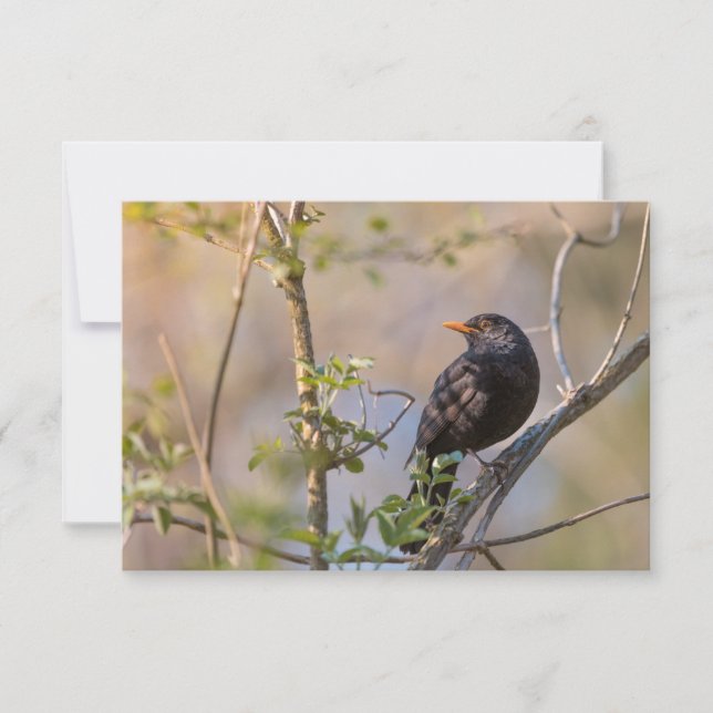 Blackbird Nature Foto Card (Vorderseite)