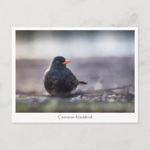 Blackbird Nature Foto Postkarte