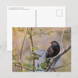 Blackbird Nature Foto Postkarte