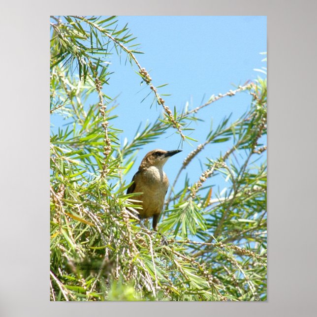 Blackbird-Poster Poster (Vorne)
