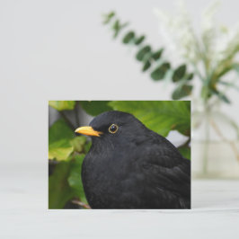Blackbird Postkarte