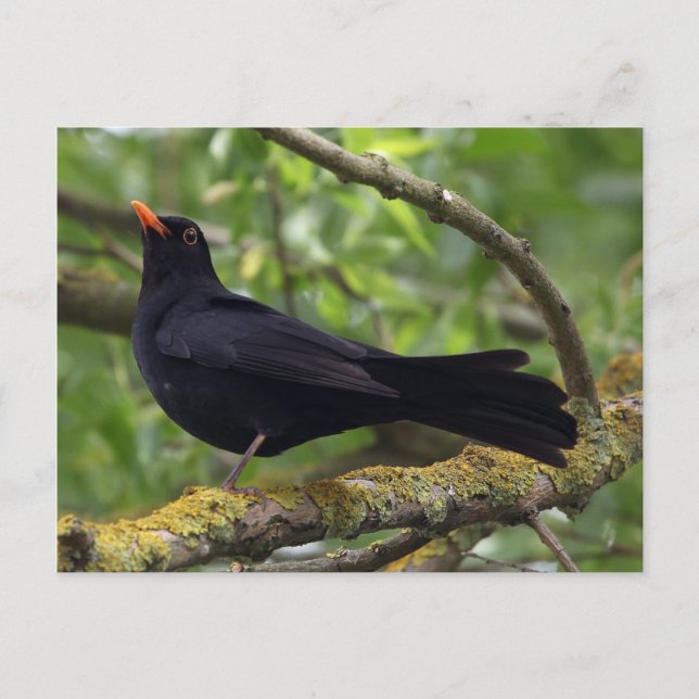 Blackbird Postkarte (Vorderseite)