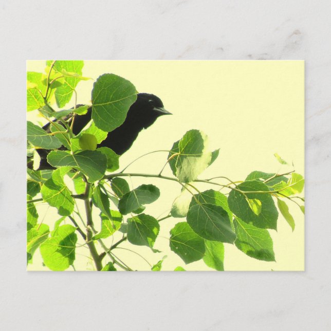 Blackbird Postkarte (Vorderseite)