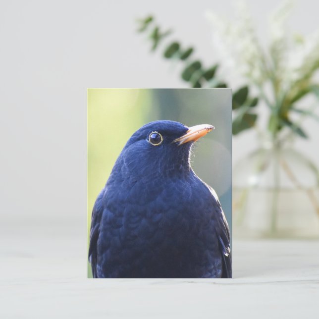 Blackbird Postkarte (Stehend Vorderseite)