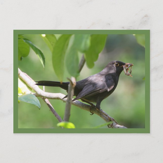 Blackbird Postkarte (Vorderseite)