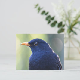 Blackbird Postkarte