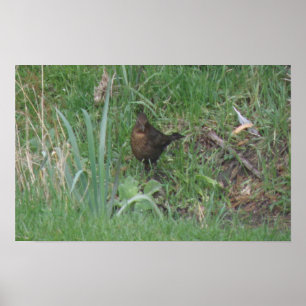 Blackbird Print bei Weibchen Poster