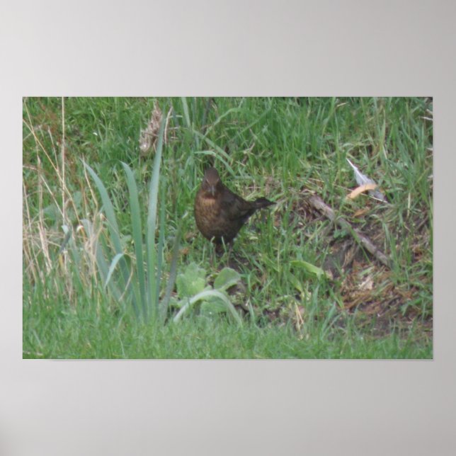 Blackbird Print bei Weibchen Poster (Vorne)
