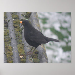 Blackbird Print Poster