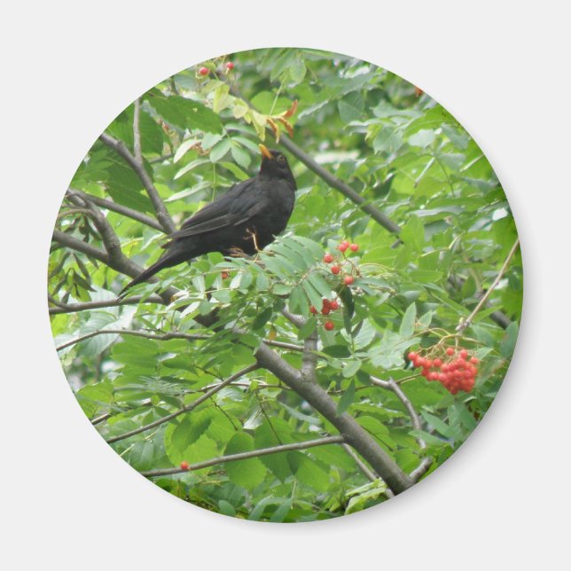 Blackbird und Berries Magnet (Vorne)