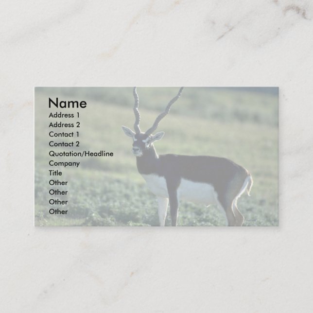 Blackbuck Antilope Visitenkarte (Vorderseite)