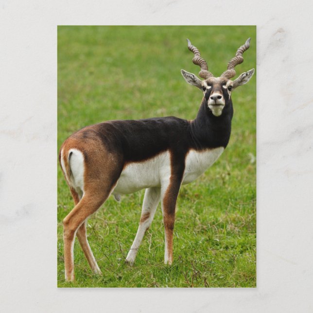 Blackbuck Male Antelope Postkarte (Vorderseite)